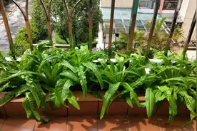 阳台到底是养花好还是种菜好？这样做，更多优点，阳台更美更实用图片