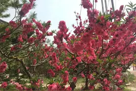 赏花观景老少皆宜，五一登山踏青就来北京这些地方！图片