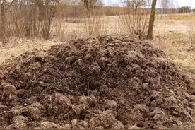 鸡粪是个宝，但别再直接施，牢记2要3忌，肥效翻倍，产量涨图片