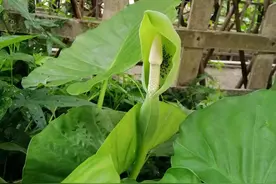 滴水观音图片