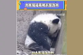 向残疾熊猫泼水取乐的三个女人，到底是什么病态心理？图片