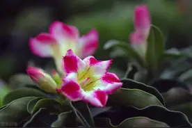 身体语言的奥秘——粗手粗脚粗性格图片