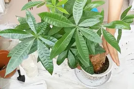 发财树叶子干枯是怎么回事图片