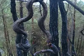 长江沿岸多次发生“走蛟”，蛇真能化蛟？这究竟是什么生物？图片