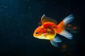 鱼缸里的水怎样做到清澈透亮？图片