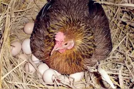 历史难题：到底先有鸡还是先有蛋？终于有答案了，让人出乎意料图片