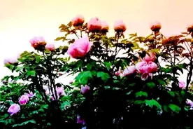 从孩子们头上戴鲜花想到的图片