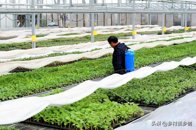 这样发酵的肥料才是真正的好肥，防病虫害又增产，用效果说话