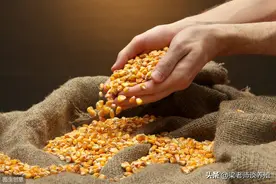养好鸡！吃什么？这四样缺一不可。你用对了吗？图片