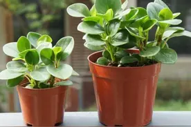 碧玉养殖指南：方法与注意事项详解图片