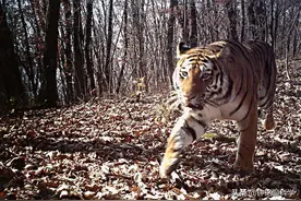 “虎娃”找老婆有多难？保护区只有一头老虎，求偶离不开人类帮助图片