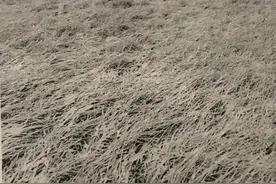 多台风威胁，日本自古巫‬术和宗教仪式在政治领域中占有重要位置图片