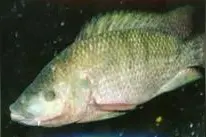 傻傻的分不清罗非鱼有哪些品种？说说常见的图片