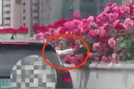 二环高架上摘月季？官方通报来了！图片