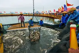 大黄鱼再生记图片