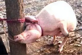 14年，2岁男童被邻家母猪咬死，驯化千年的家猪为何对人类下死手?图片