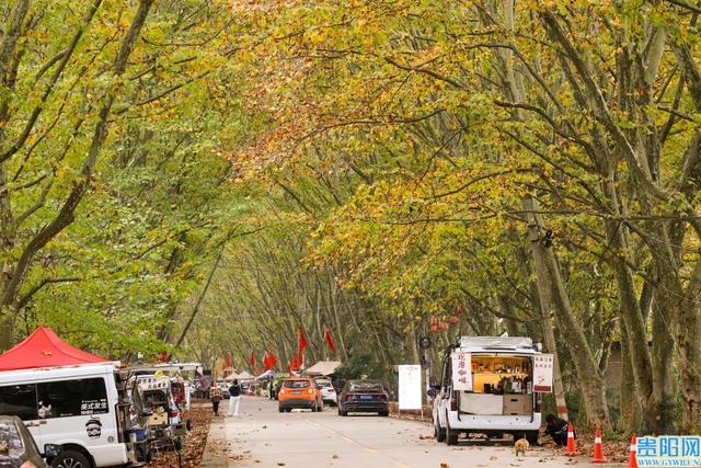 太漂亮啦！贵安新区有三条梧桐大道