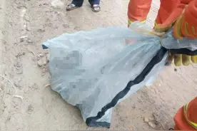 深圳发现2米长蟒蛇蜕皮，看上去异常虚弱！蛇蜕皮时会攻击人吗？图片