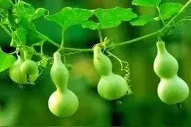 一日一成语 瓜瓞绵绵图片