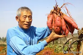 现在是时候给红薯和花生追肥了，巧妙施肥，增产30%以上图片