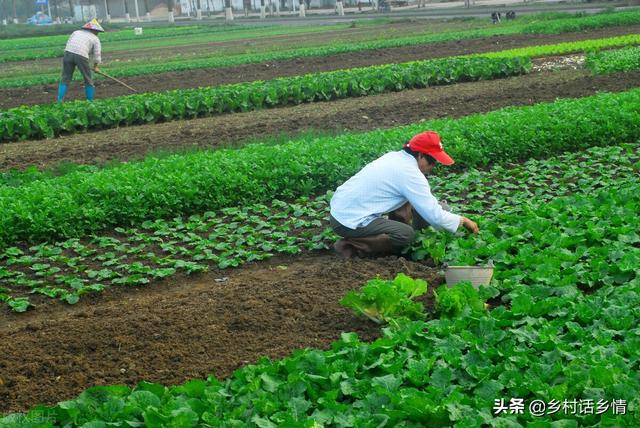 这样发酵的肥料才是真正的好肥，防病虫害又增产，用效果说话
