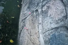 警惕！福建多地出现！寄生虫多达6000条！图片