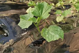 什么是蹲苗？黄瓜蹲苗的具体方法有哪些？赶紧看看图片