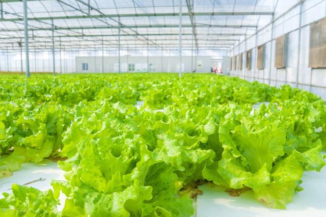 浠€涔堟槸鐢熺墿鍒烘縺绱狅紝鐢熺墿鍒烘縺绱犳湁浠€涔堝姛鑳斤紵