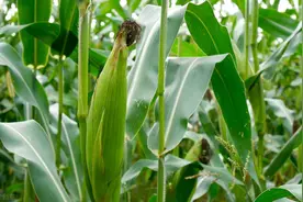 玉米遇风雨倒伏，扶与不扶各有利弊，究竟该如何对待倒伏的玉米？图片