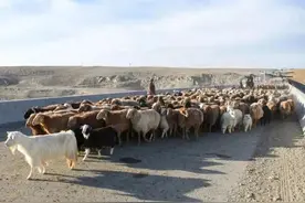 最大饺子馅蒙古国，疫情期间支援我国三万只羊，坐在金山上讨饭吃图片