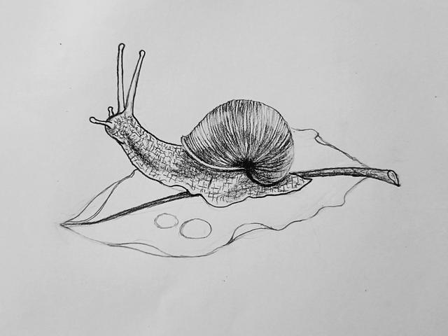 这是世界牙齿最多的动物你信吗?