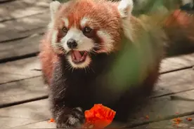 自然探秘所 | 这就是小熊猫图片