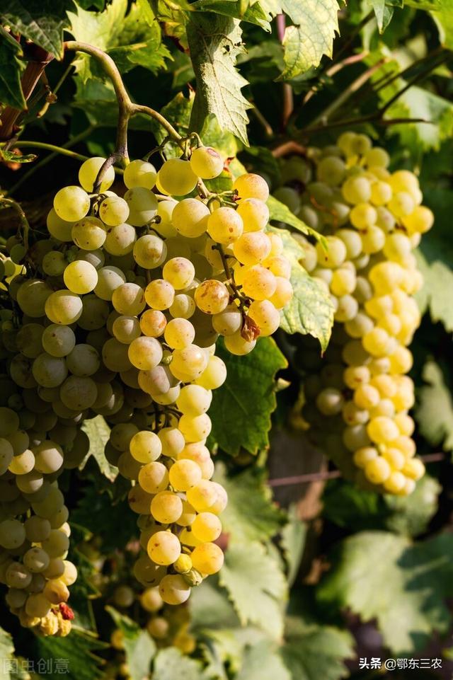 葡萄、西瓜等水果增甜有妙招，分享给果农，经济实用又简单