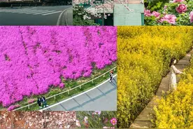 武汉，2023花海预报来了图片