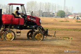 大蒜田除草，试试这4种除草剂，苗后使用也安全图片