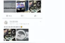 大熊猫“七七”被曝去医院拍CT？上海野生动物园：确有此事，正全力救治图片