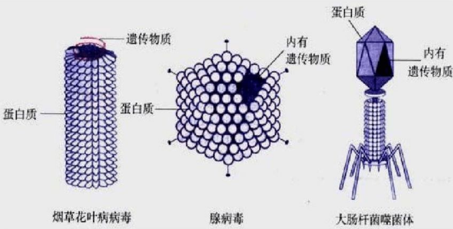 鐑圭叜閮芥潃涓嶆鐨勬湂鐥呮瘨锛岃嚧姝荤巼100%鏃犺嵂鍙晳锛佹劅鏌撳悗鏈夊鎭愭€栵紵