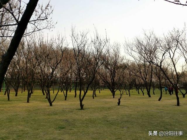 汾阳往事｜殷维明：杏花村游记——汾酒工业园林赏杏花