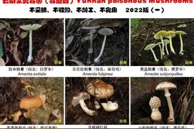 千万小心！这24种云南常见毒蘑菇，不采不买不吃图片