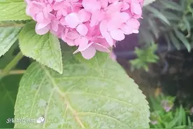 索尔园林集团——实战分享！市政道路花境这样做图片