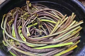蕨菜：被误会为“毒草”的野菜！和腊肉是绝配，清香脆嫩，太好吃图片