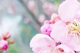 赏千亩桃花，等您来！图片