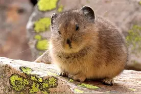 兔年说兔，让我们重新认识一下兔子图片