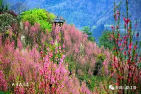 大美！高山杜鹃、百里梅花姹紫嫣红，快将赏花提上日程，错过再等一年哟~图片