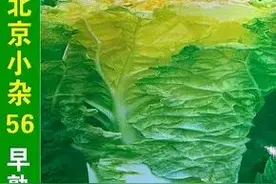 早秋大白菜主要品种（2）图片
