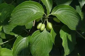 山茱萸是一种什么样的树木图片