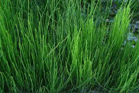 农村常见植物 你知道多少呢图片