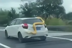 巨大黄金蟒盘踞车尾，摔下车后被高速公路养护员救走图片