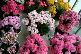 春天养长寿花，牢记“4要点”，叶片杠杠厚，花满大阳台图片