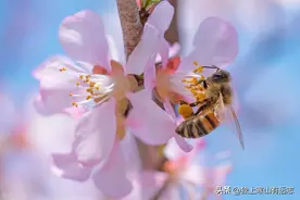 饮食里的中药之蜂蜜、蜂胶和蜂蜡：补中润燥、止痛解毒、生肌敛疮图片